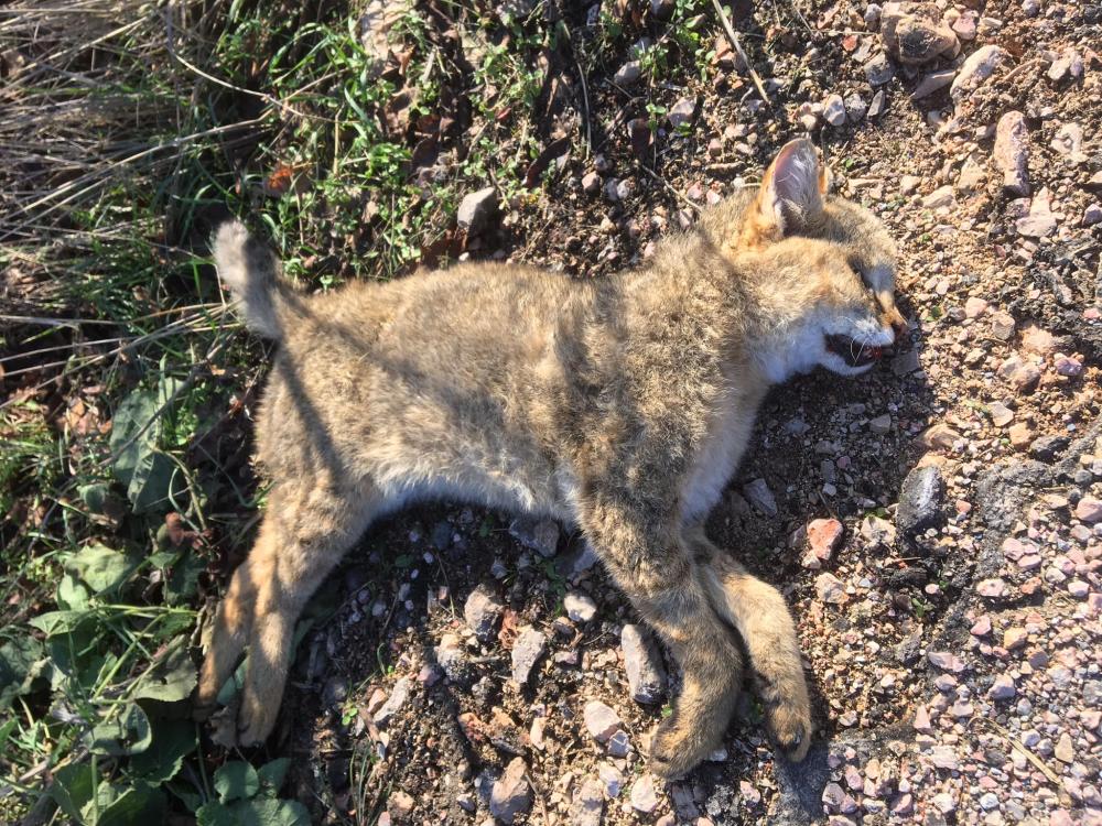 DOĞADA ZOR GÖRÜLEN SAZ KEDİSİ ÖLÜ BULUNDU!