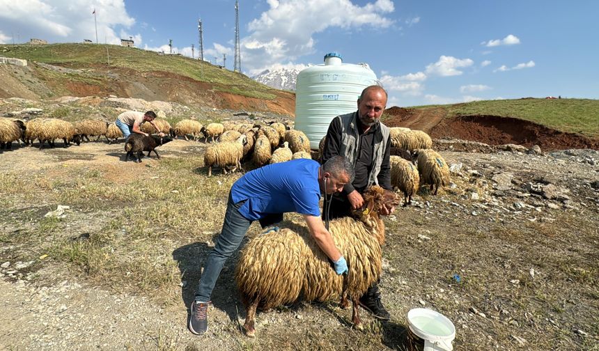 HAKKARİ'DE KURBANLIKLAR SAĞLIK TARAMASINDAN GEÇİRİLDİ