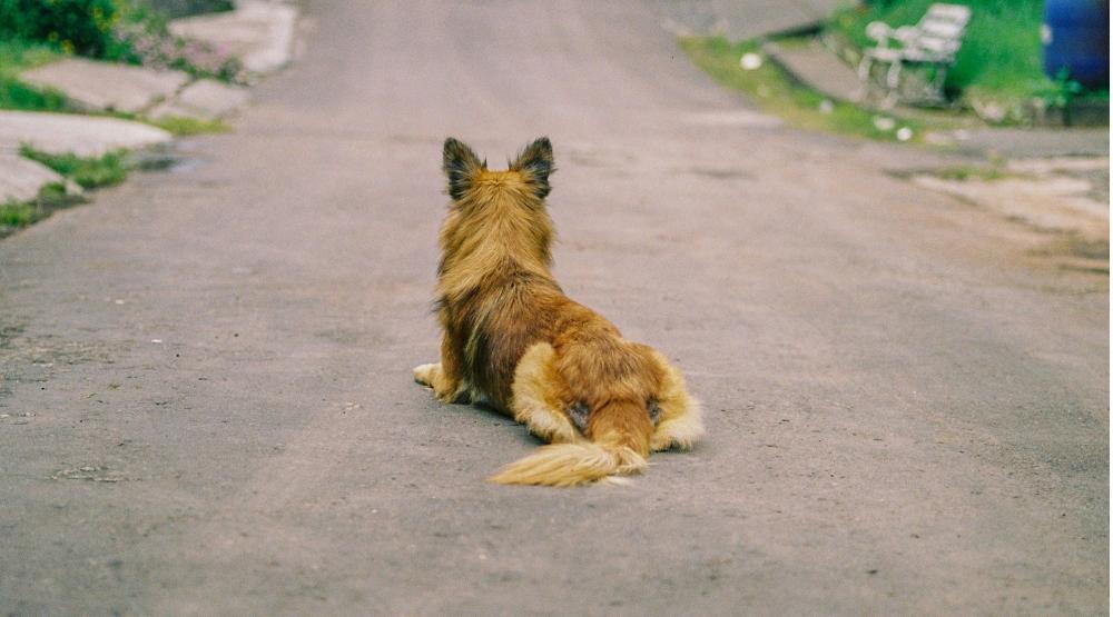 ŞANLIURFA'DA SOKAK KÖPEĞİ SALDIRISI: BİR KİŞİ AĞIR YARALANDI