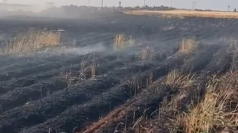 Şanlıurfa'da Buğday Tarlasında Yangın! 170 Dönüm Zarar Gördü
